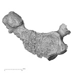 DV16-33 Homo sapiens cervical vertebra third inferior
