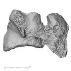 DV16-33 Homo sapiens cervical vertebra third lateral