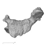DV16-33 Homo sapiens cervical vertebra third superior