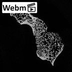 DV16-33 Homo sapiens cervical vertebra third ct stack movie
