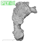 DV16-33 Homo sapiens cervical vertebra third ply