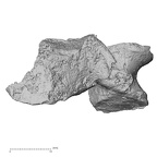 DV16-34 Homo sapiens cervical vertebra fourth anterior