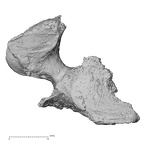 DV16-34 Homo sapiens cervical vertebra fourth inferior