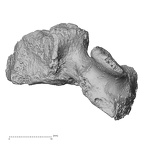 DV16-34 Homo sapiens cervical vertebra fourth lateral