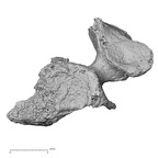 DV16-34 Homo sapiens cervical vertebra fourth superior