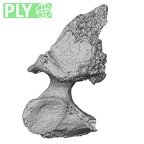 DV16-34 Homo sapiens cervical vertebra fourth ply