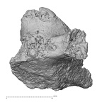 DV16-35 Homo sapiens cervical vertebra fourth anterior