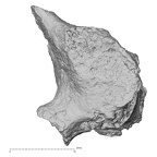 DV16-35 Homo sapiens cervical vertebra fourth inferior