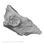 DV16-35 Homo sapiens cervical vertebra fourth lateral