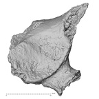 DV16-35 Homo sapiens cervical vertebra fourth superior