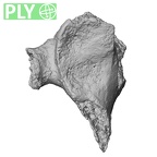 DV16-35 Homo sapiens cervical vertebra fourth ply