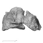 DV16-36 Homo sapiens cervical vertebra fifth lateral