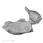 DV16-36 Homo sapiens cervical vertebra fifth superior