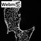 DV16-36 Homo sapiens cervical vertebra fifth ct stack movie