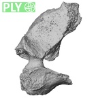 DV16-36 Homo sapiens cervical vertebra fifth ply