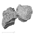 DV16-37 Homo sapiens cervical vertebra sixth anterior