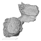 DV16-37 Homo sapiens cervical vertebra sixth inferior