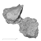 DV16-37 Homo sapiens cervical vertebra sixth superior