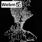 DV16-37 Homo sapiens cervical vertebra sixth ct stack movie