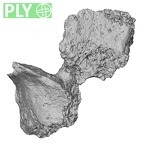 DV16-37 Homo sapiens cervical vertebra sixth ply