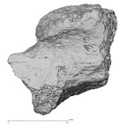 DV16-38 Homo sapiens cervical vertebra sixth anterior