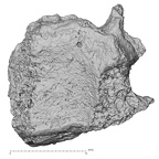 DV16-38 Homo sapiens cervical vertebra sixth inferior