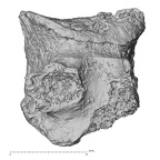DV16-38 Homo sapiens cervical vertebra sixth lateral