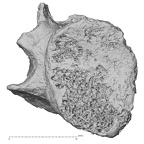 DV16-38 Homo sapiens cervical vertebra sixth superior