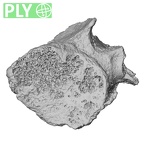 DV16-38 Homo sapiens cervical vertebra sixth ply