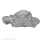 DV16-39 Homo sapiens cervical vertebra seventh anterior