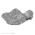 DV16-39 Homo sapiens cervical vertebra seventh inferior