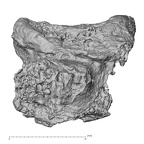 DV16-39 Homo sapiens cervical vertebra seventh lateral