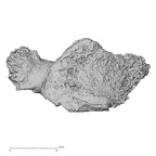 DV16-39 Homo sapiens cervical vertebra seventh superior