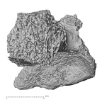 DV16-40 Homo sapiens thoracic vertebra first anterior