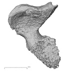 DV16-40 Homo sapiens thoracic vertebra first inferior