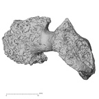 DV16-40 Homo sapiens thoracic vertebra first lateral