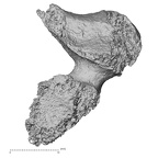 DV16-40 Homo sapiens thoracic vertebra first superior