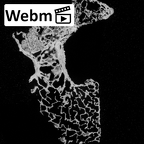 DV16-40 Homo sapiens thoracic vertebra first ct stack movie