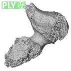 DV16-40 Homo sapiens thoracic vertebra first ply