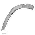 DV16-41 Homo sapiens rib eleventh left inferior