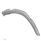 DV16-41 Homo sapiens rib eleventh left superior