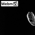 DV16-41 Homo sapiens rib eleventh left ct stack movie