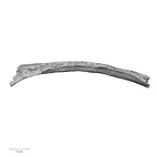DV16-42 Homo sapiens rib inferior