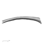 DV16-42 Homo sapiens rib superior