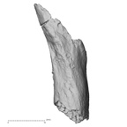 DV16-44 Homo sapiens rib inferior