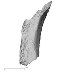 DV16-44 Homo sapiens rib superior