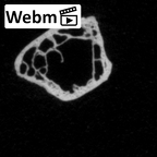DV16-44 Homo sapiens rib ct stack movie