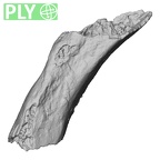 DV16-44 Homo sapiens rib ply