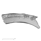 DV16-45 Homo sapiens rib inferior