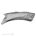 DV16-45 Homo sapiens rib superior